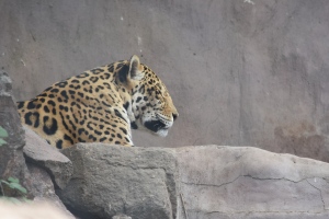 Jaguar - Santiago zoo